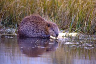 Beavers