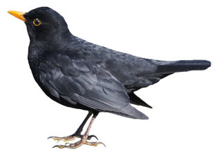 Blackbirds for Kids