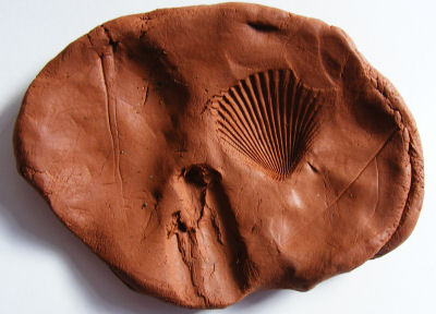 Cast fossils