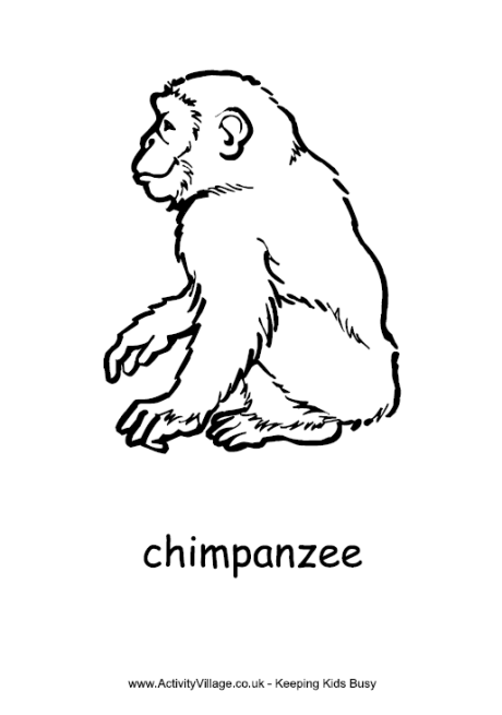 Chimpanzee Coloring Page