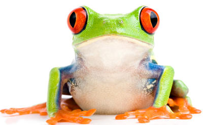 Colourful frog