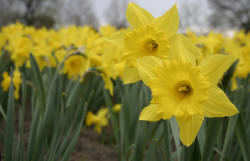 D is for ... Daffodils!