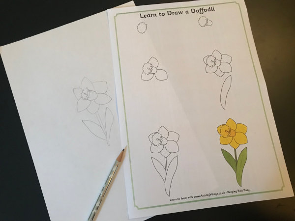 Learn to draw a daffodil
