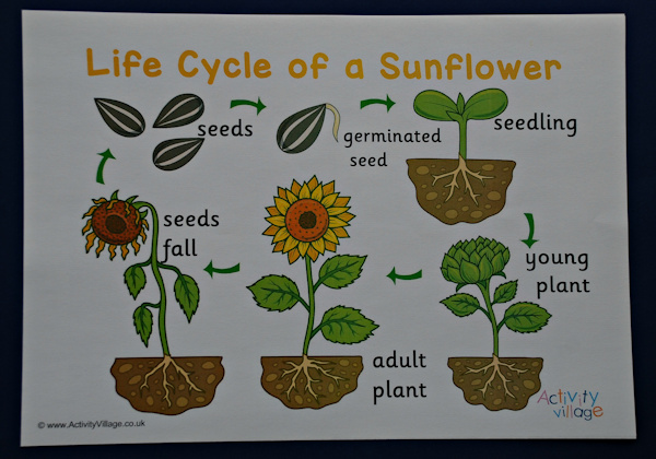Life cycle of a sunflower 1
