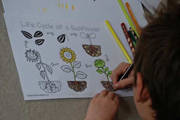 Colouring in the life cycle of a sunflower colouring page