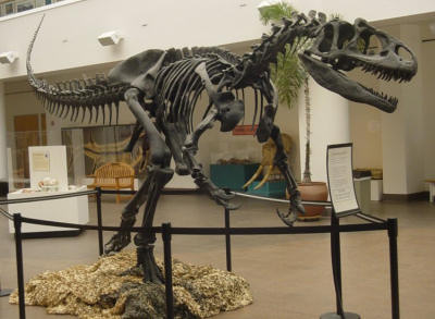 Allosaurus skeleton in the San Diego Natural History Museum