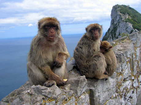 Barbary apes in Gibraltar