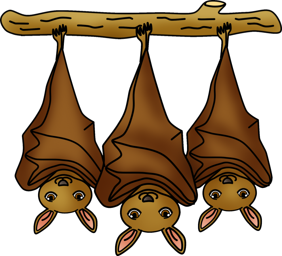 Life cycle of a bat