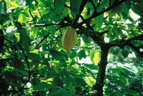 Cacao fruit and tree