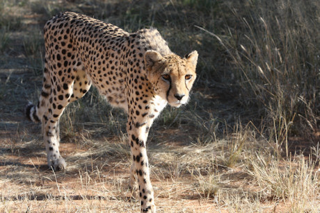 Cheetahs at Activity Village