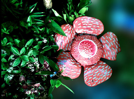 Corpse flower, Malaysia (photo by Joel Villanueva)