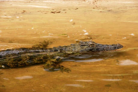 Crocodile in the Zambezi river
