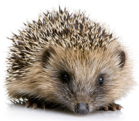 Cute hedgehog