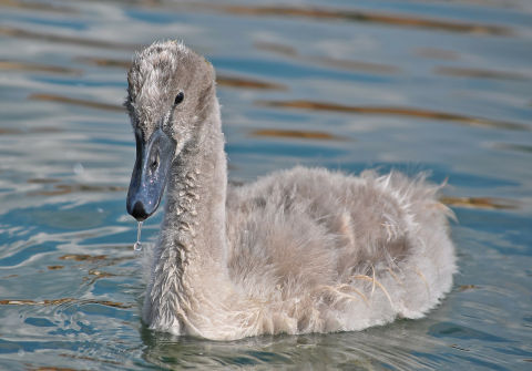 A gorgeous cygnet or ugly duckling!