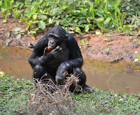 A chimp at Virunga National Park in DRC