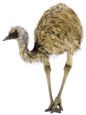 Emus for kids