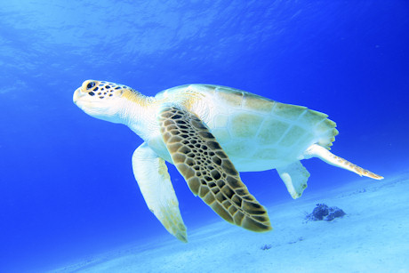 Green turtle in the Bahamas