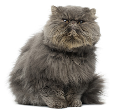 A grumpy Persian cat!