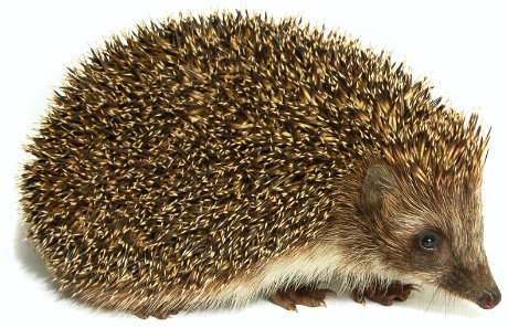 Hedgehog resources for kids