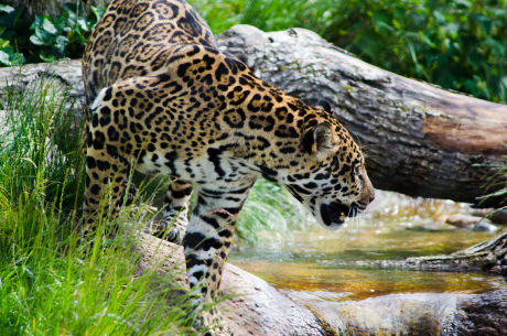 Jaguar on the prowl!