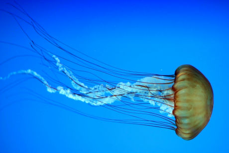 Beautiful jellyfish