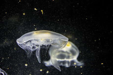 Jellyfish at Activity Village