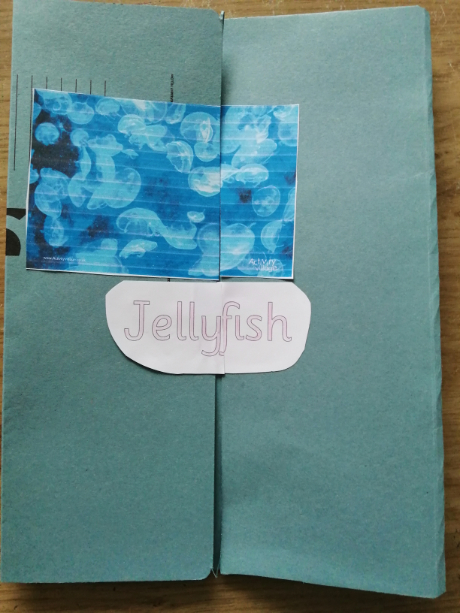 Jellyfish lapbook cover