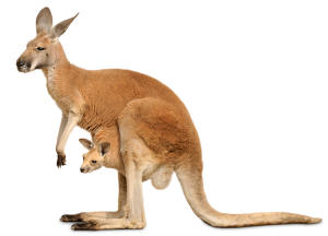 Kangaroos for kids
