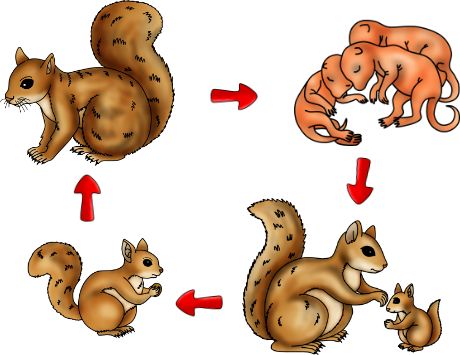Life Cycle of a Squirrel Teaching Resources