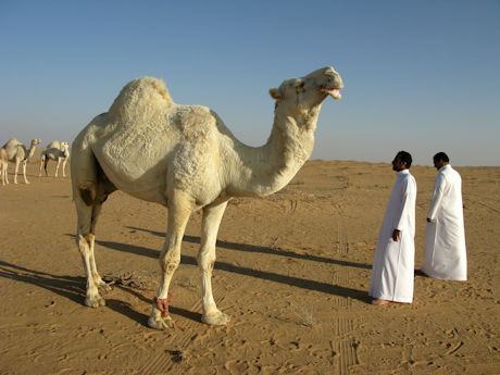 Camels in the deserts of Saudi Arabia
