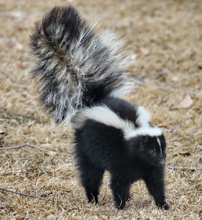 Learn about skunks with your kids