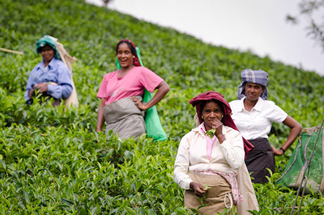 Tea pickers in Sir Lanka