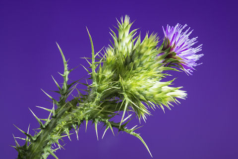 A close-up of a thistle, showing its spikes