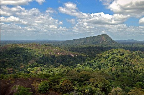 View of the Amazon jungle from the summit of Mt Volzburg in Suriname