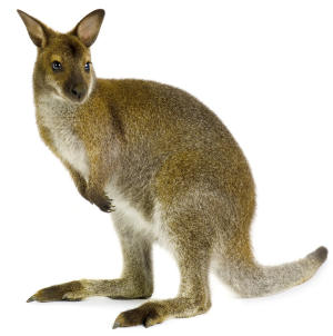 Wallaby theme for kids