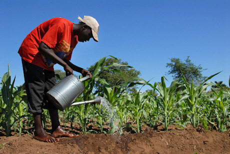 A farmer watering his sugar cane crop, Malawi