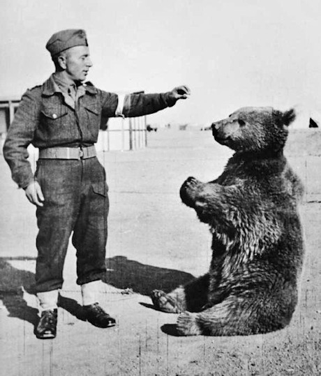 Wojtek the soldier bear with one of his friends