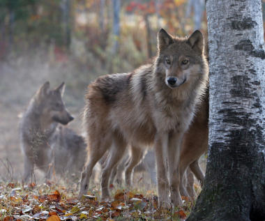 A wolf pack