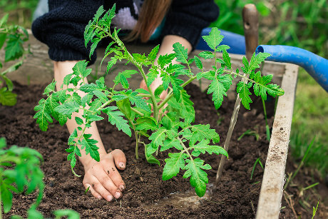 World Food Day Activities for Kids