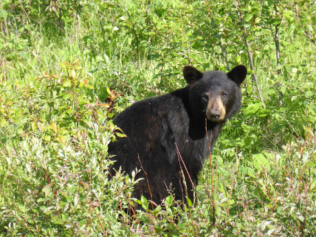 Young black bear in the wild in Canada