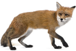 Learn about foxes with ActivityVillage.co.uk