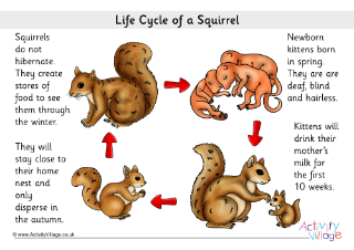 Life Cycle of a Squirrel