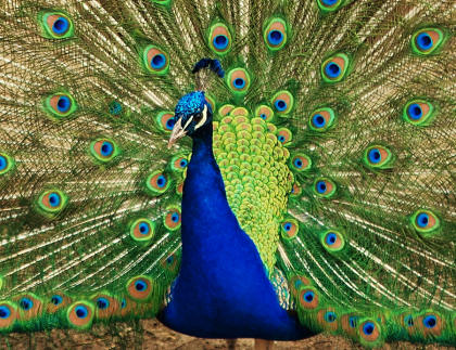 Peacock with tail extended