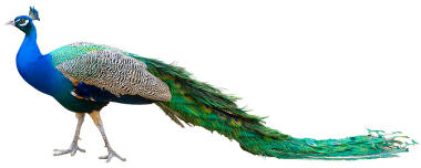 Peacock theme