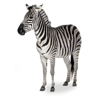 Zebrasa