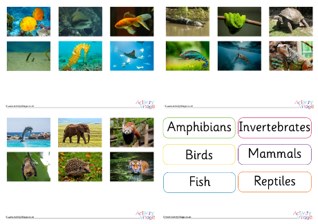 Animal Classification Sort Photos