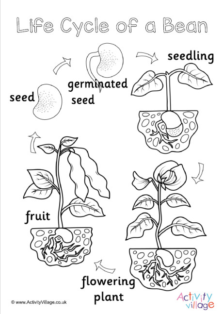 Bean Life Cycle Colouring Page