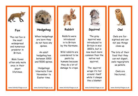Fact file about animals. Fact file о животных. Fact file о диком животном. Animal fact file лиса. Animal fact file заполнить про животное.