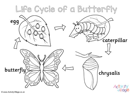 Butterfly Life Cycle Colouring Page