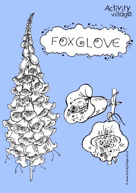 Foxglove colouring page 2